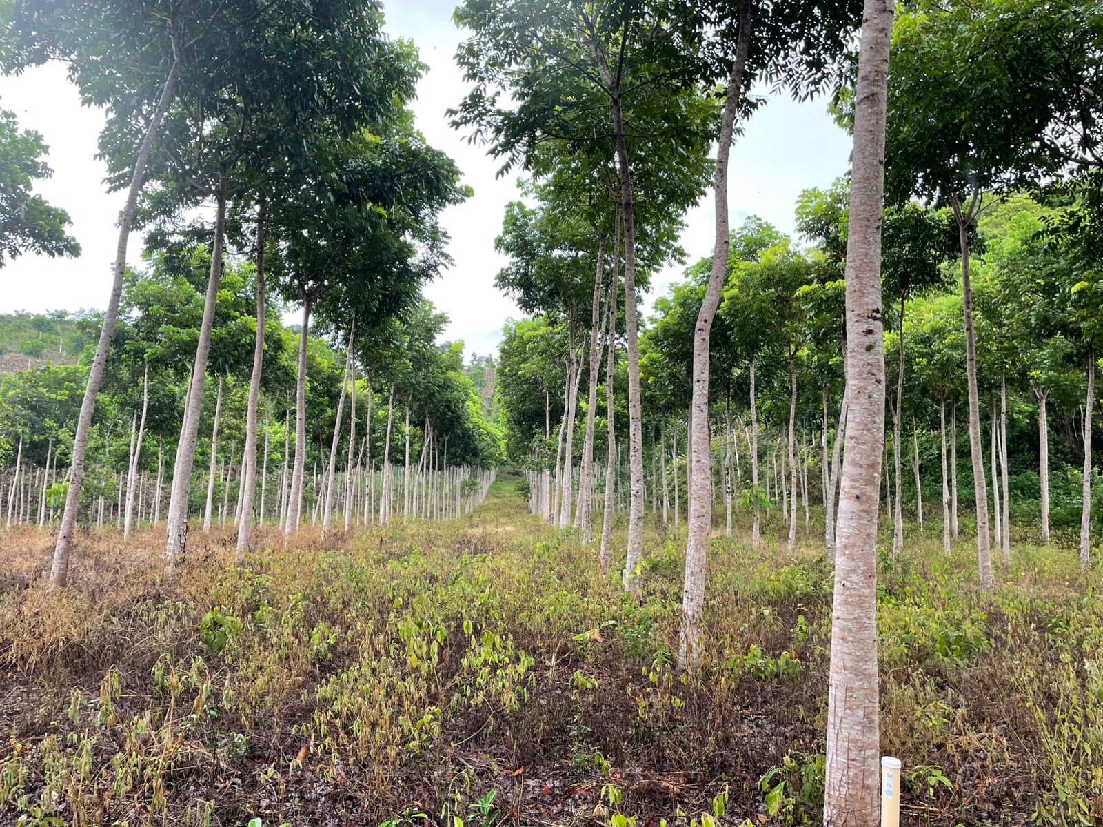 Tropical hardwood forest rows at Las Azucenas