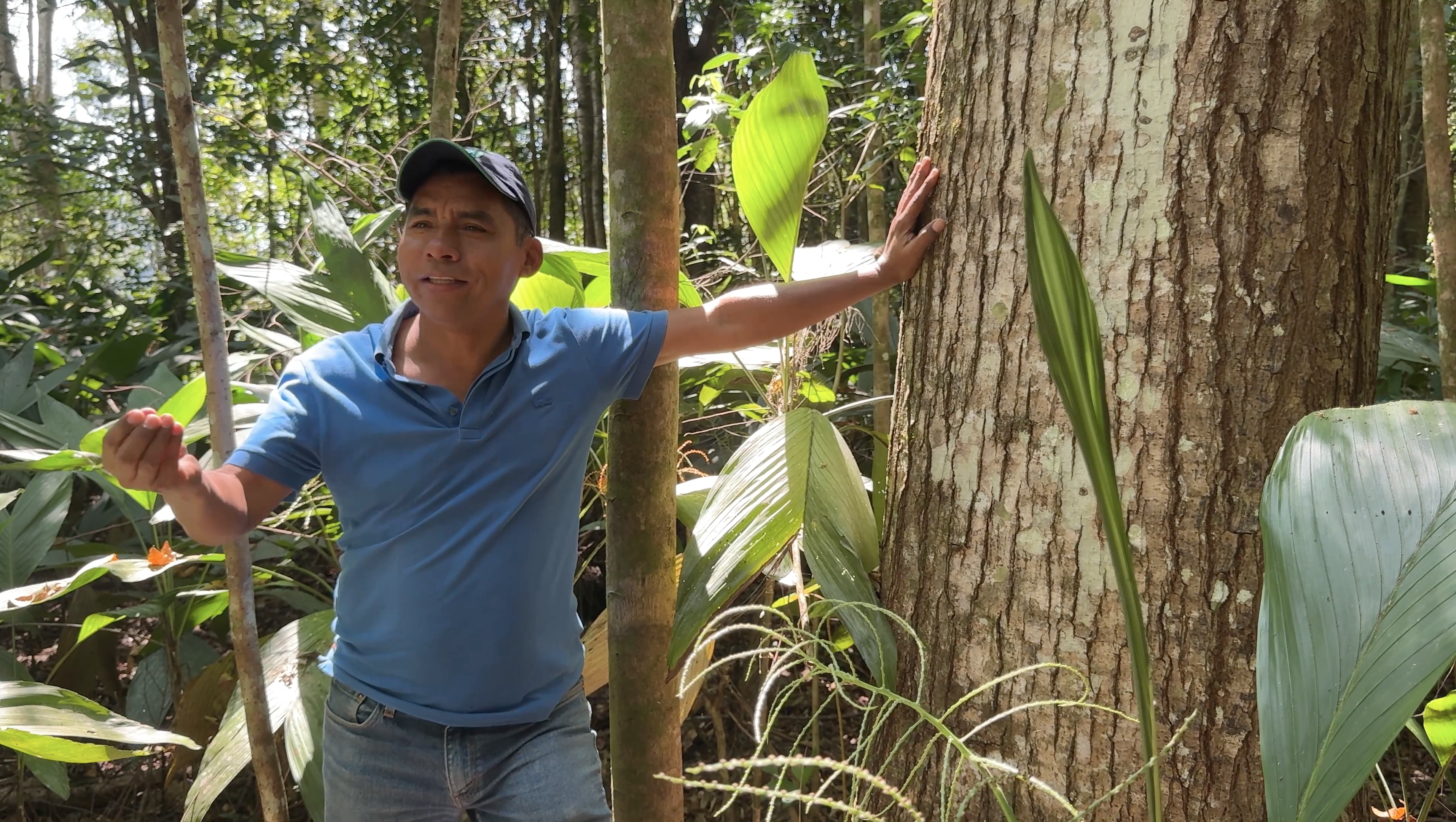 Bulk tree ownership programs