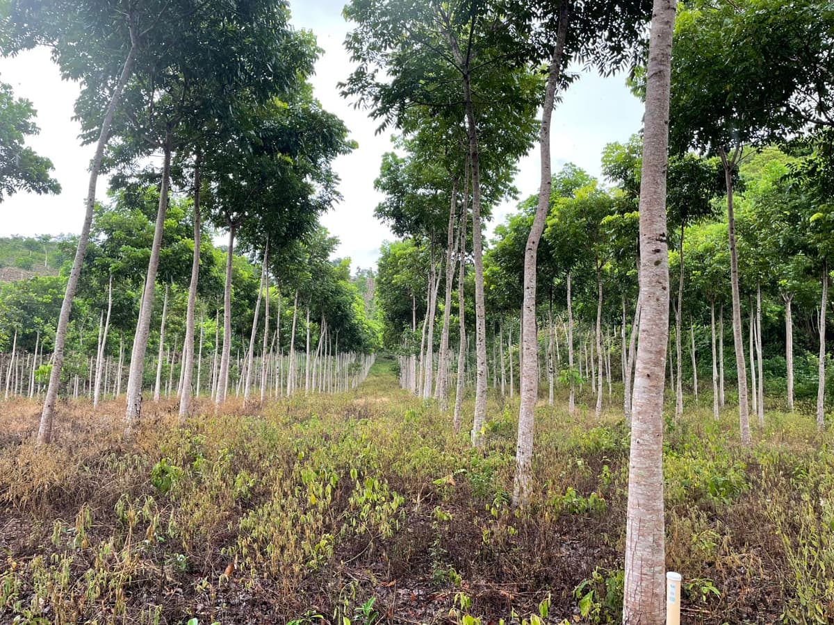 5-year-old mahogany trees in organized rows at Las Azucenas