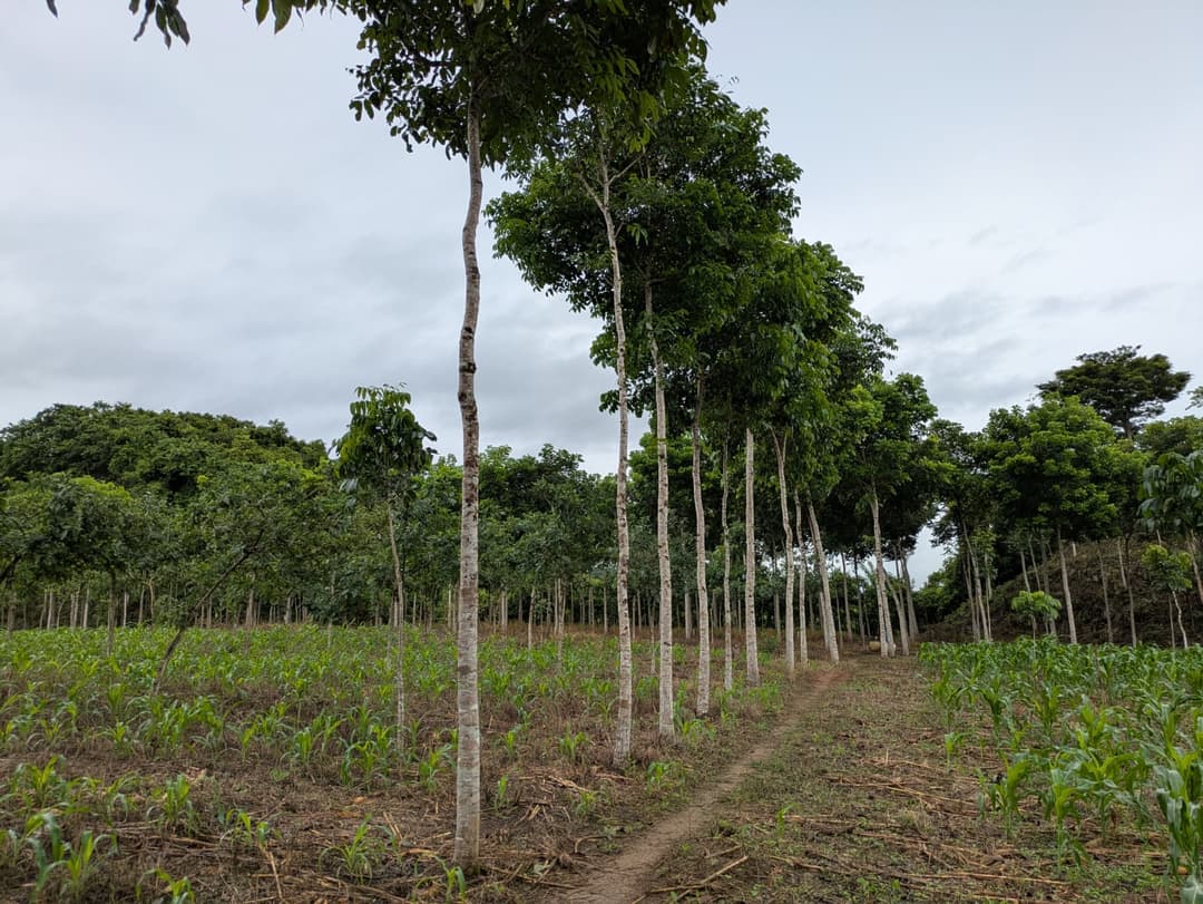 Tropical hardwood forest