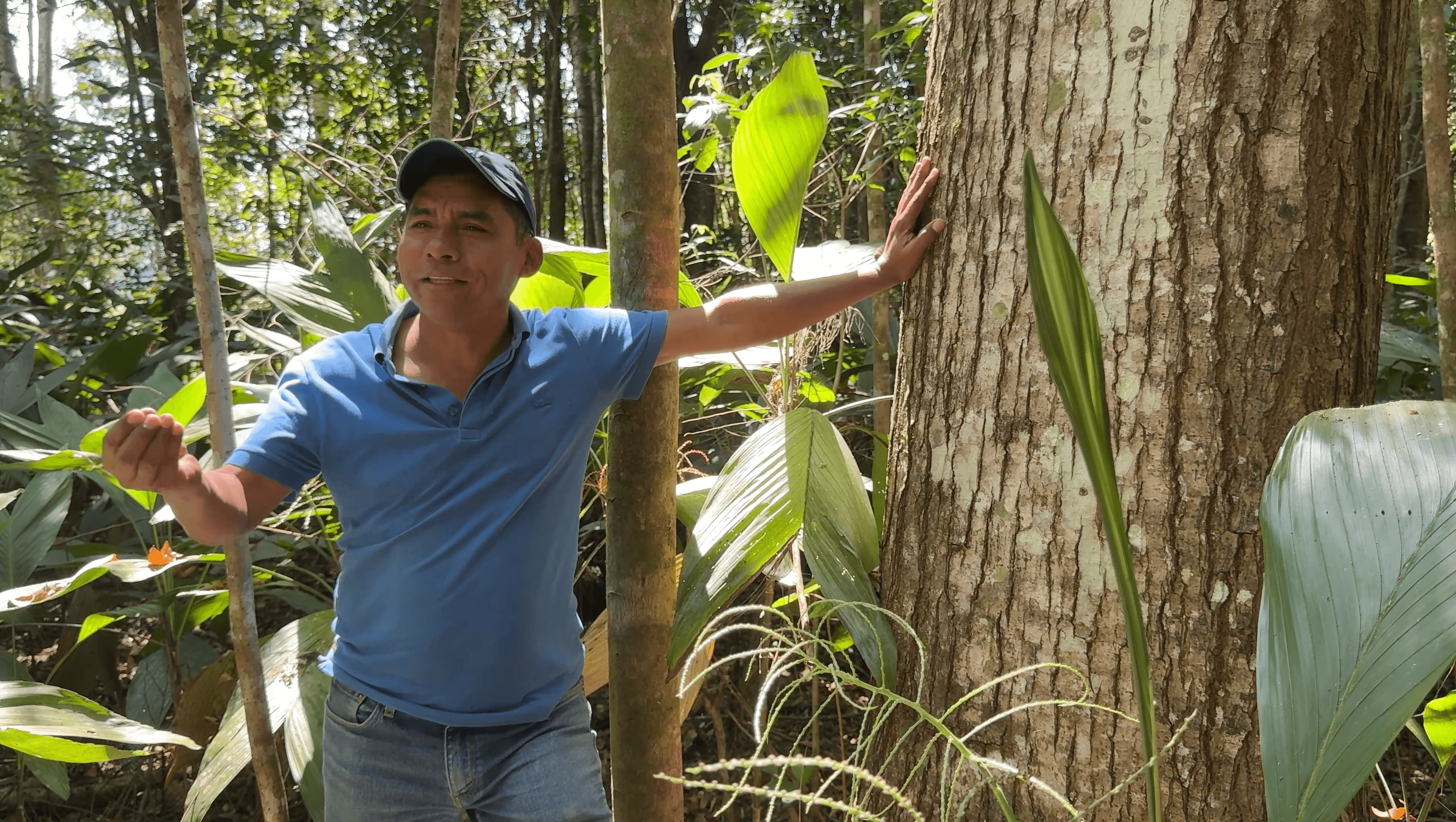 Understanding Tree Value Growth