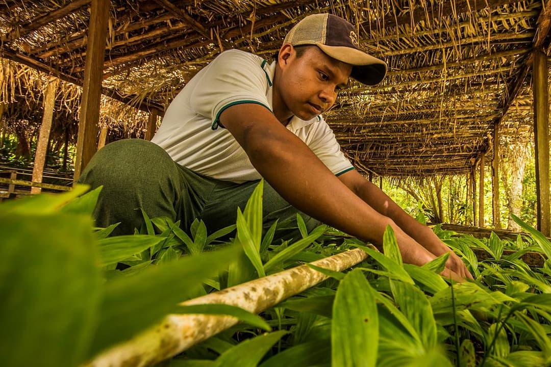Local workers in the forest