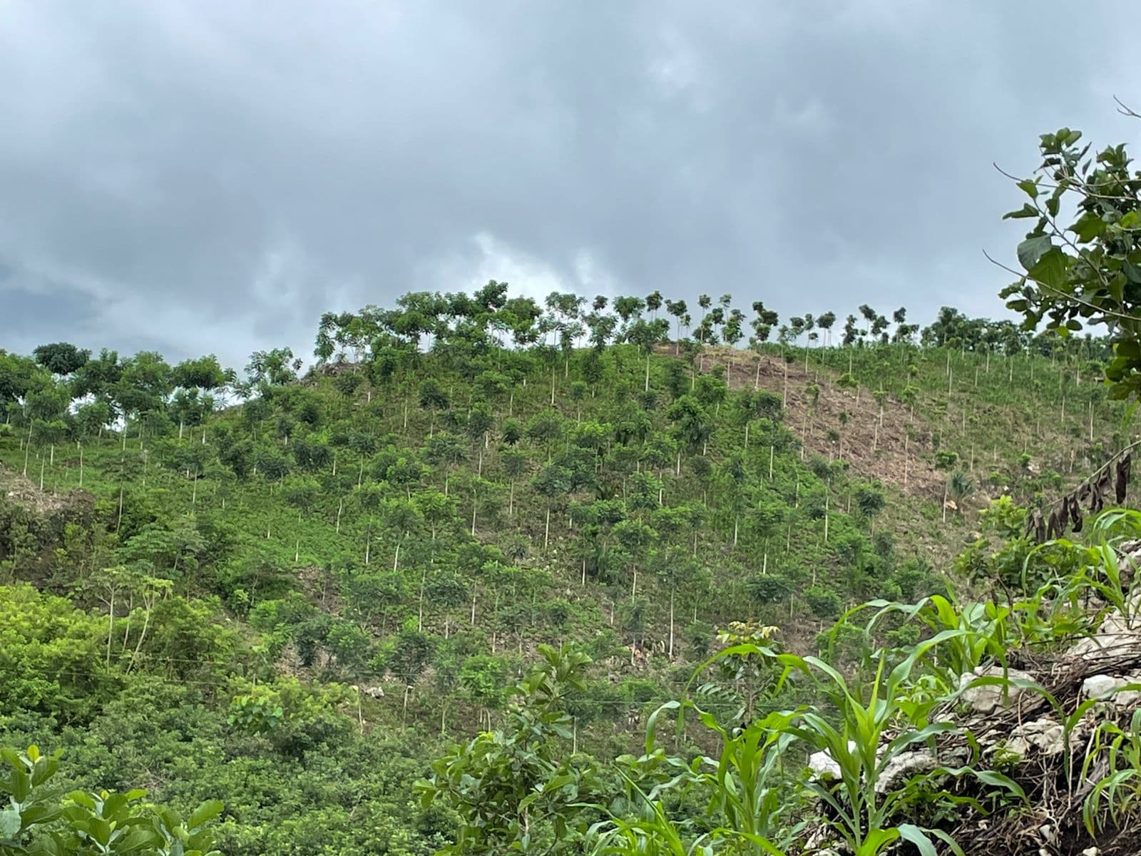 Democratizing the Forest