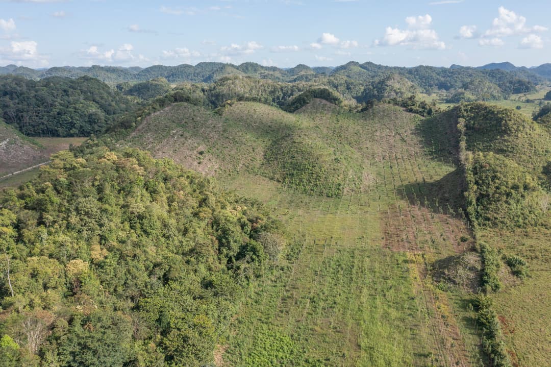 Las Azucenas forest in 2022