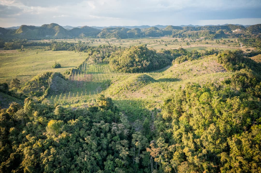 Sustainable forestry practices at Las Azucenas