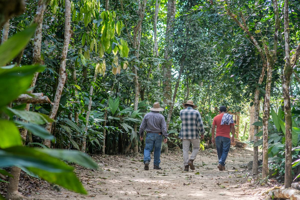 Sustainable forest management at Las Azucenas