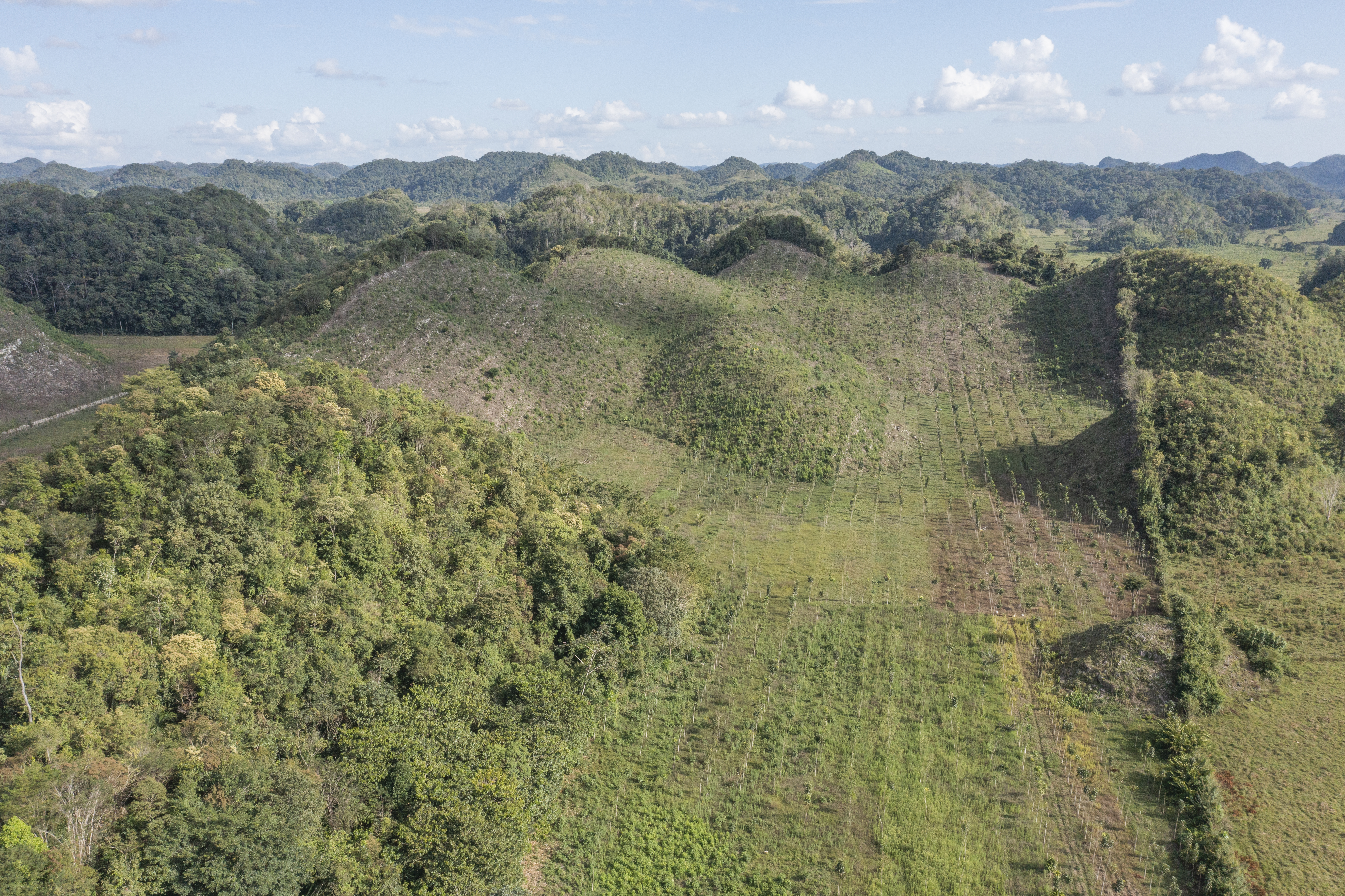 Las Azucenas forest in 2022