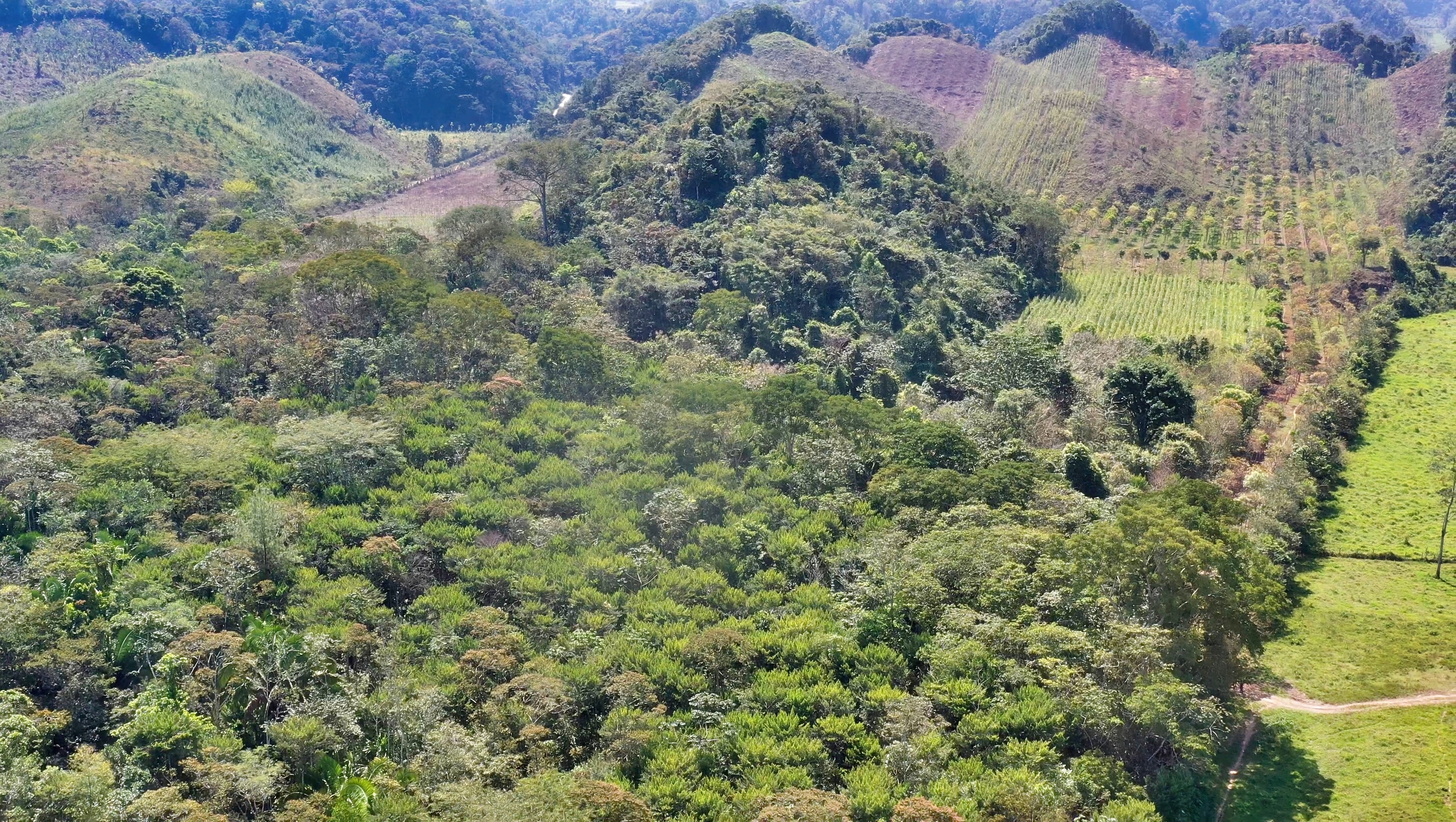 Legacy Forest at Las Azucenas from above
