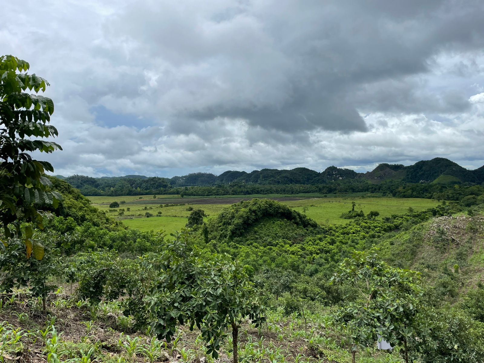 Forest location