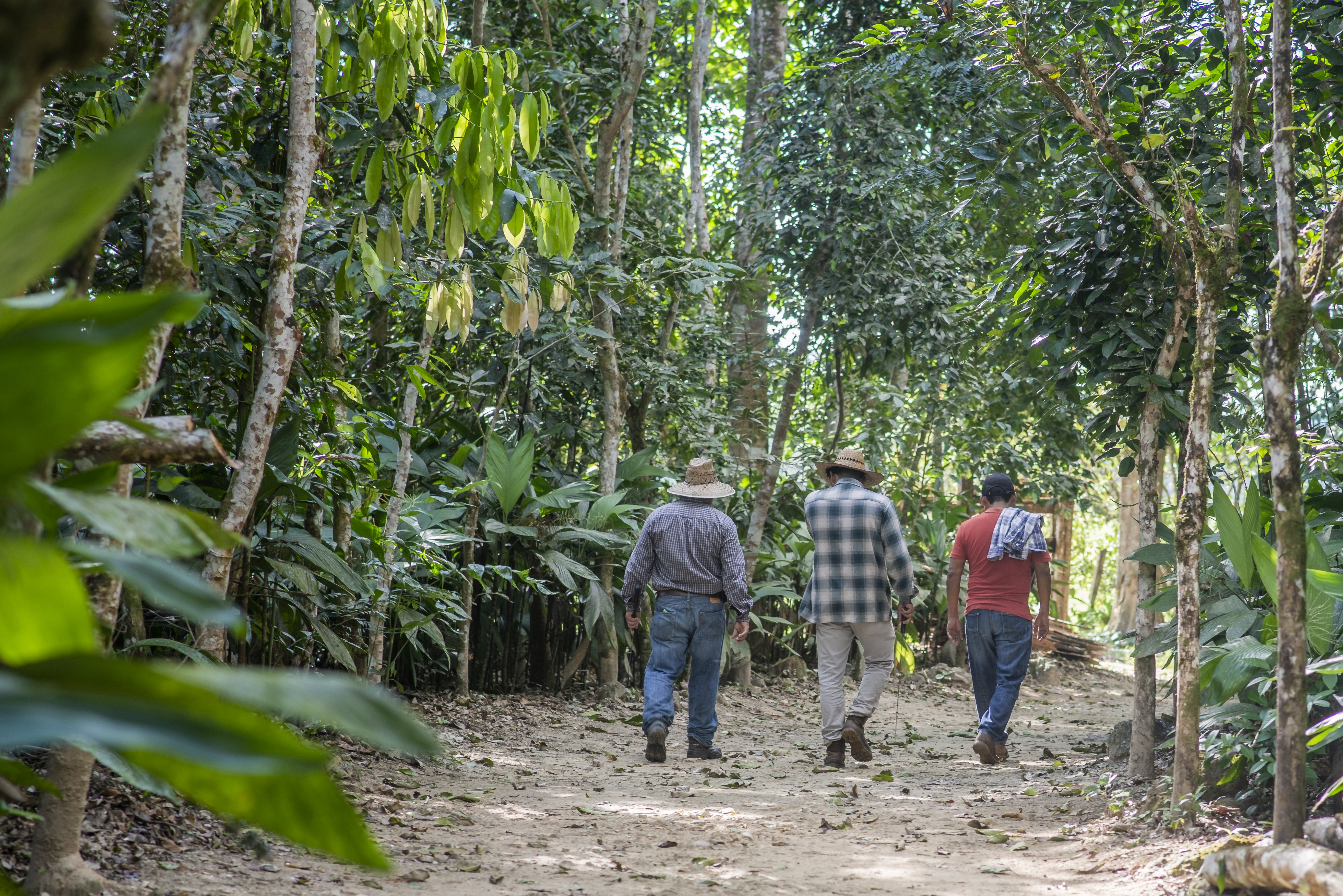 Sustainable forest management at Las Azucenas