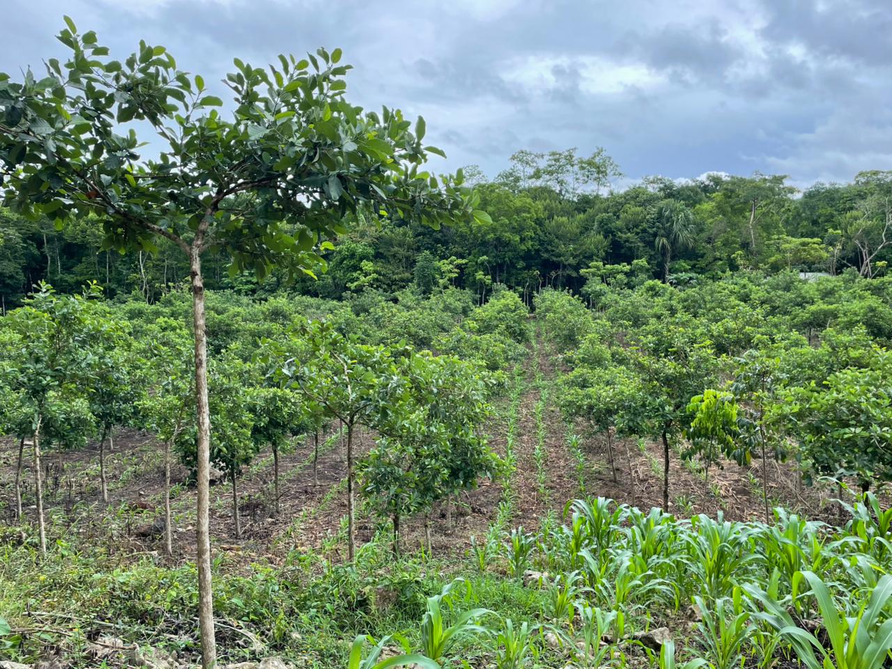 Tropical hardwood trees at Las Azucenas showing species and development stage